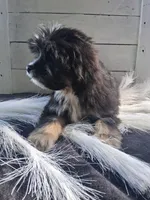 Bennet, a male Lhasapoo for sale in Lewisburg, PA – 5 of 7