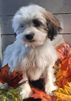 Bonnie, a female Lhasapoo for sale in Lewisburg, PA – 4 of 7