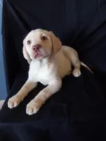 Lily, a female Labrador Retriever for sale in Lewisburg, PA – Photo 4 of 4