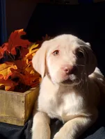 Lily, a female Labrador Retriever for sale in Lewisburg, PA – Photo 1 of 4