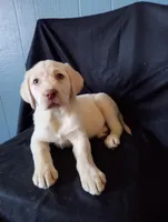 Lily, a female Labrador Retriever for sale in Lewisburg, PA – Photo 2 of 4