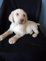 Lily, a female Labrador Retriever for sale in Lewisburg, PA – Photo 3 of 4