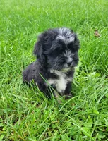 Becky, a female Lhasapoo for sale in Lewisburg, PA – 2 of 4