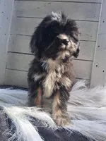 Bennet, a male Lhasapoo for sale in Lewisburg, PA – 4 of 7