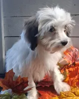 Bonnie, a female Lhasapoo for sale in Lewisburg, PA – 5 of 7