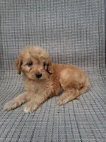 Nugget, a male Cavapoo for sale in Lewisburg, PA – 5 of 6
