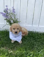 Princess Peach, a female Goldendoodle for sale in Lewisburg, PA – Photo 7 of 9