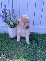 Princess Peach, a female Goldendoodle for sale in Lewisburg, PA – Photo 4 of 9