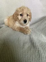 Princess Peach, a female Goldendoodle for sale in Lewisburg, PA – Photo 6 of 9