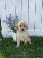 Princess Peach, a female Goldendoodle for sale in Lewisburg, PA – Photo 5 of 9