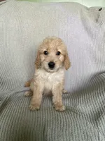 Princess Peach, a female Goldendoodle for sale in Lewisburg, PA – Photo 1 of 9