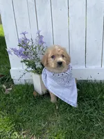 Princess Peach, a female Goldendoodle for sale in Lewisburg, PA – Photo 2 of 9