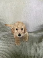 Princess Peach, a female Goldendoodle for sale in Lewisburg, PA – Photo 9 of 9