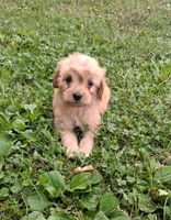 Nugget, a male Cavapoo for sale in Lewisburg, PA – 6 of 6