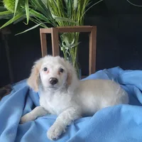 Anthony, a male Cockapoo for sale in Lewisburg, PA – Photo 4 of 4