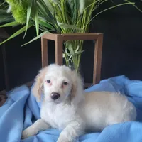 Anthony, a male Cockapoo for sale in Lewisburg, PA – Photo 1 of 4