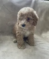 Anthony, a male Cockapoo for sale in Lewisburg, PA – Photo 1 of 2