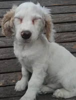 Anthony, a male Cockapoo for sale in Lewisburg, PA – Photo 2 of 4