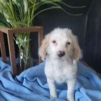 Anthony, a male Cockapoo for sale in Lewisburg, PA – Photo 3 of 4