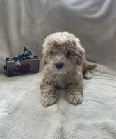 Anthony, a male Cockapoo for sale in Lewisburg, PA – Photo 2 of 2