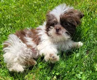 Pixy Girl, a female Shihpoo for sale in Lewisburg, PA – 2 of 2
