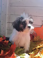 Charlie Brown , a male Lhasapoo for sale in Lewisburg, PA – 3 of 5