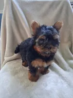 Zac, a male Yorkshire Terrier for sale in Lewisburg, PA – 2 of 4