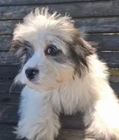 Charlie Brown , a male Lhasapoo for sale in Lewisburg, PA – 5 of 5