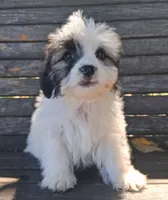 Charlie Brown , a male Lhasapoo for sale in Lewisburg, PA – 4 of 5