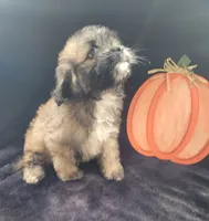 Jack, a male Lhasapoo for sale in Lewisburg, PA – 2 of 4