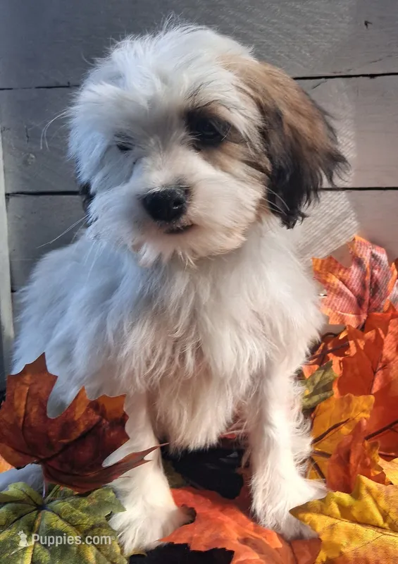 Bonnie – Lhasapoo puppy for sale in Lewisburg, PA