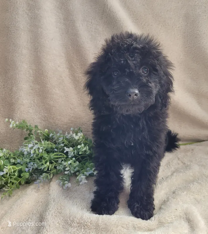 George  – Cavapoo puppy for sale in Lewisburg, PA