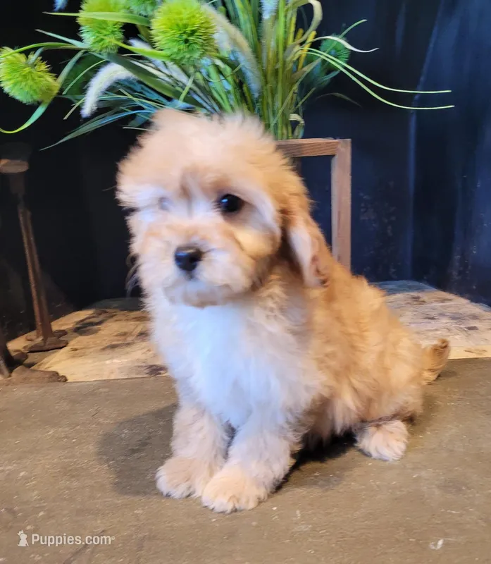 Daisy – Cavapoo puppy for sale in Lewisburg, PA