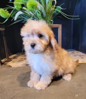 Daisy, a female Cavapoo for sale in Lewisburg, PA – Photo 1 of 3