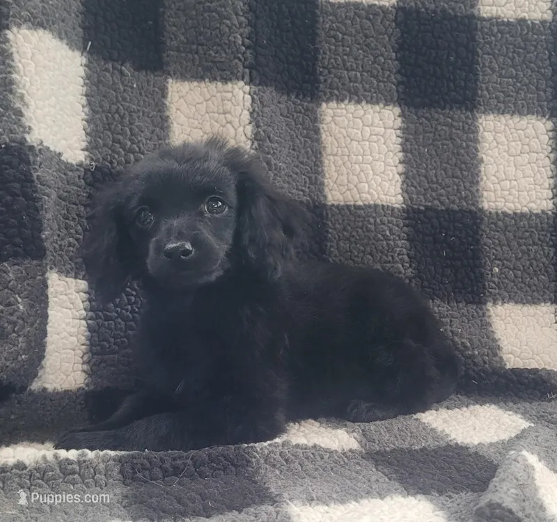 George  – Cavapoo puppy for sale in Lewisburg, PA