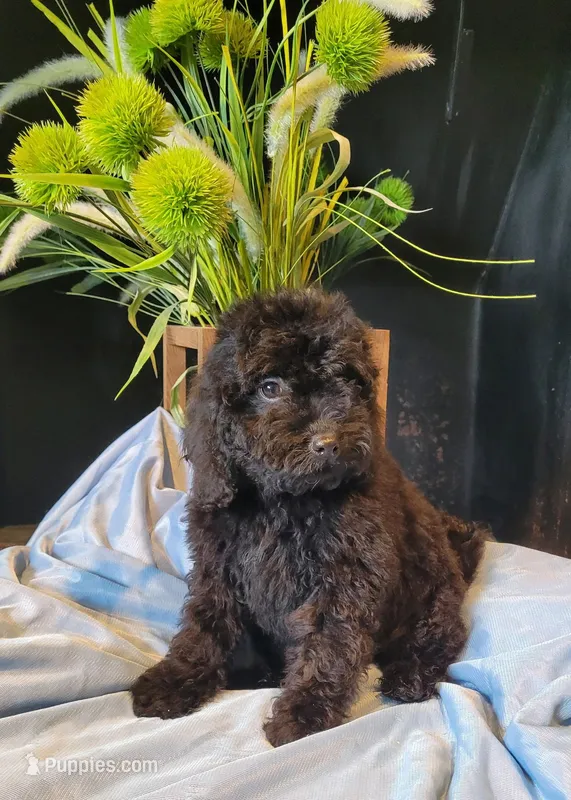 George  – Cavapoo puppy for sale in Lewisburg, PA