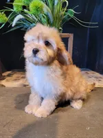 Daisy, a female Cavapoo for sale in Lewisburg, PA – Photo 2 of 3