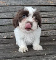 Hugs, a male Shihpoo for sale in Lewisburg, PA – 3 of 5