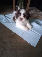 Hugs, a male Shihpoo for sale in Lewisburg, PA – 4 of 5
