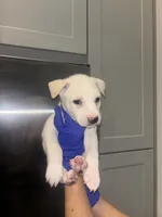 santos , a male Siberian Husky and American Pit Bull Terrier for sale in Dallas, TX – 1 of 3