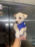 Dino , a male Siberian Husky and American Pit Bull Terrier for sale in Dallas, TX – 1 of 3