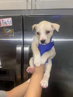 Dino , a male Siberian Husky and American Pit Bull Terrier for sale in Dallas, TX – 2 of 3