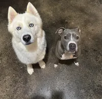 Dino , a male Siberian Husky and American Pit Bull Terrier for sale in Dallas, TX – 3 of 3