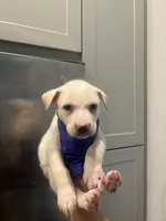 santos , a male Siberian Husky and American Pit Bull Terrier for sale in Dallas, TX – 2 of 3