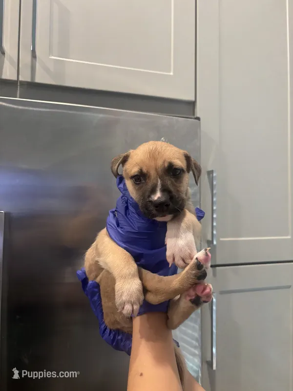 Iza  – Siberian Husky, American Pit Bull Terrier puppy for sale in Dallas, TX