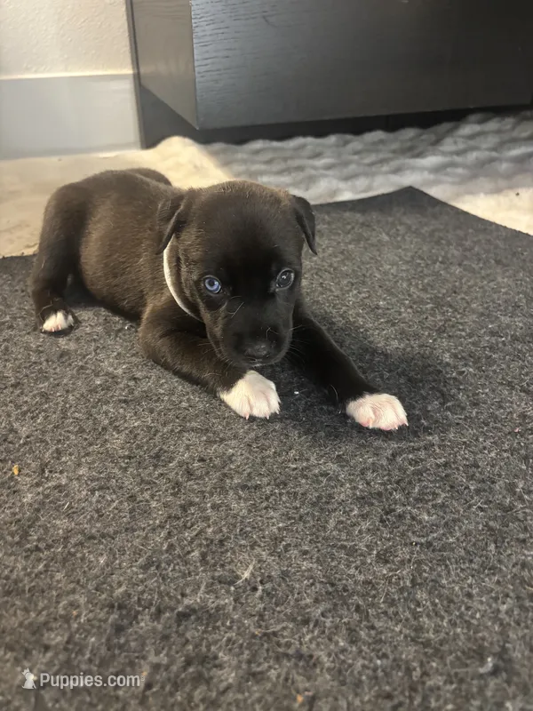 baby  – Siberian Husky, American Pit Bull Terrier puppy for sale in Dallas, TX