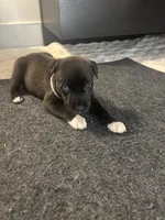 baby , a female Siberian Husky and American Pit Bull Terrier for sale in Dallas, TX – 1 of 2