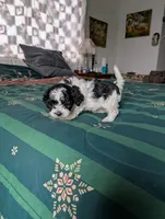 Female , a female Havapoo for sale in Yakima, WA – Photo 2 of 2