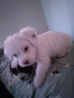 Male, a male Havapoo for sale in Yakima, WA – Photo 1 of 5