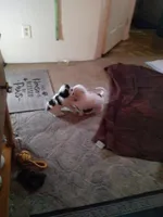 Male, a male Havapoo for sale in Yakima, WA – Photo 3 of 5